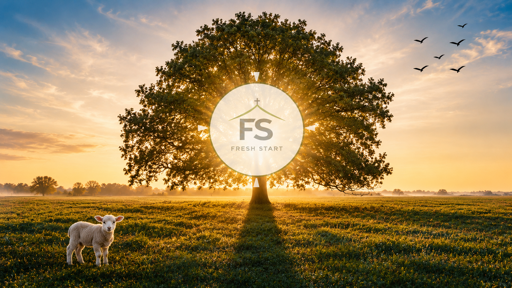 Rooted in Light by Zach